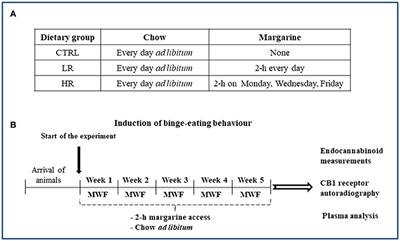 Limited Access to a High Fat Diet Alters Endocannabinoid Tone in Female Rats